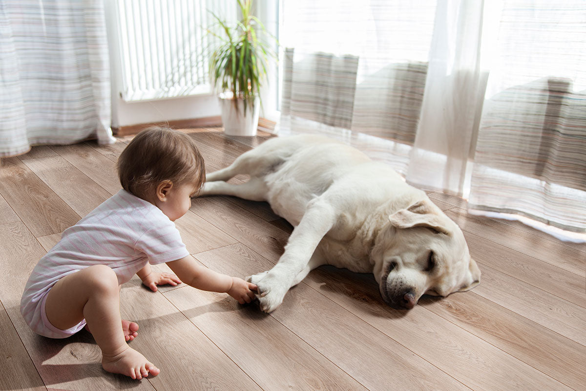 A baby in a striped onesie touches the paw of a sleeping yellow Labrador lying on MSI XL Cyrus Whitfield Gray Luxury Vinyl Planks (22.44 SQFT) flooring in a sunlit room with sheer curtains and a potted plant.